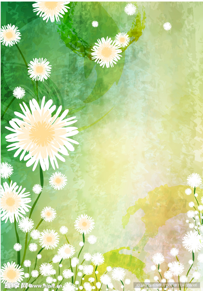 白色野菊花