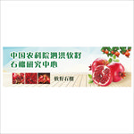软籽石榴