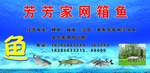 鱼
