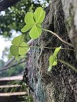 四叶草