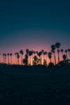 美景 晚霞 棷树 黄昏 夕阳