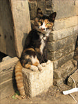 猫