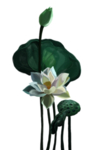荷花插画免抠素材