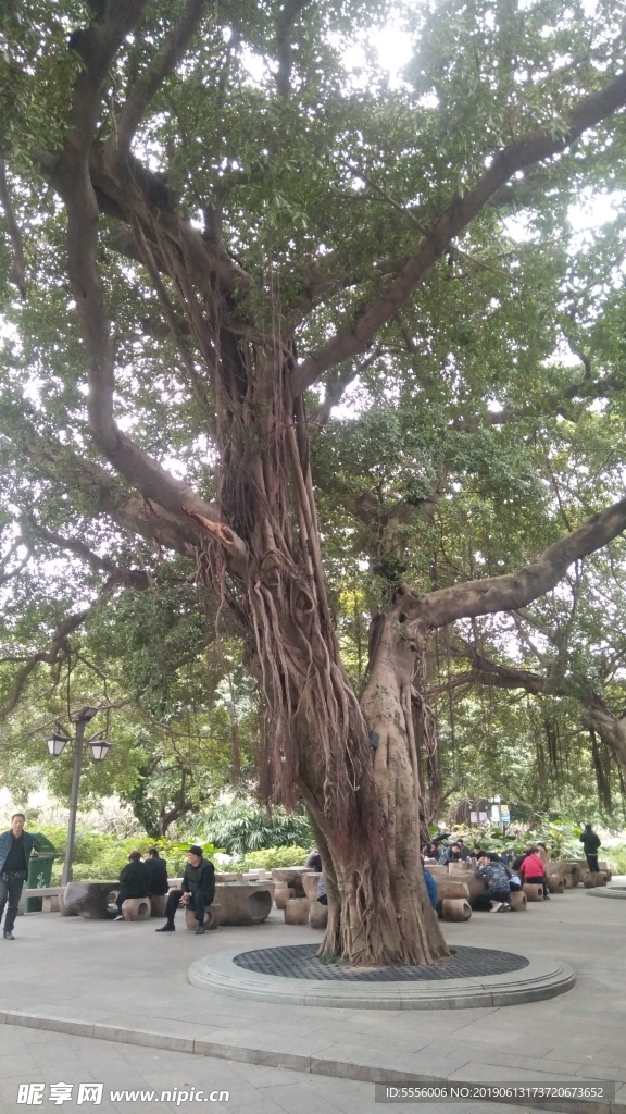 榕树
