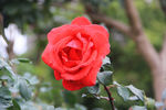 玫瑰花
