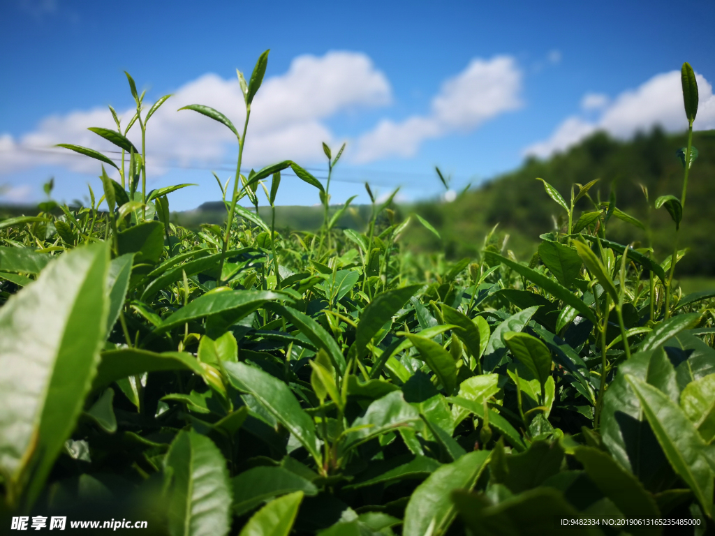 茶叶摄影