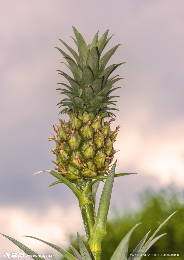 菠萝
