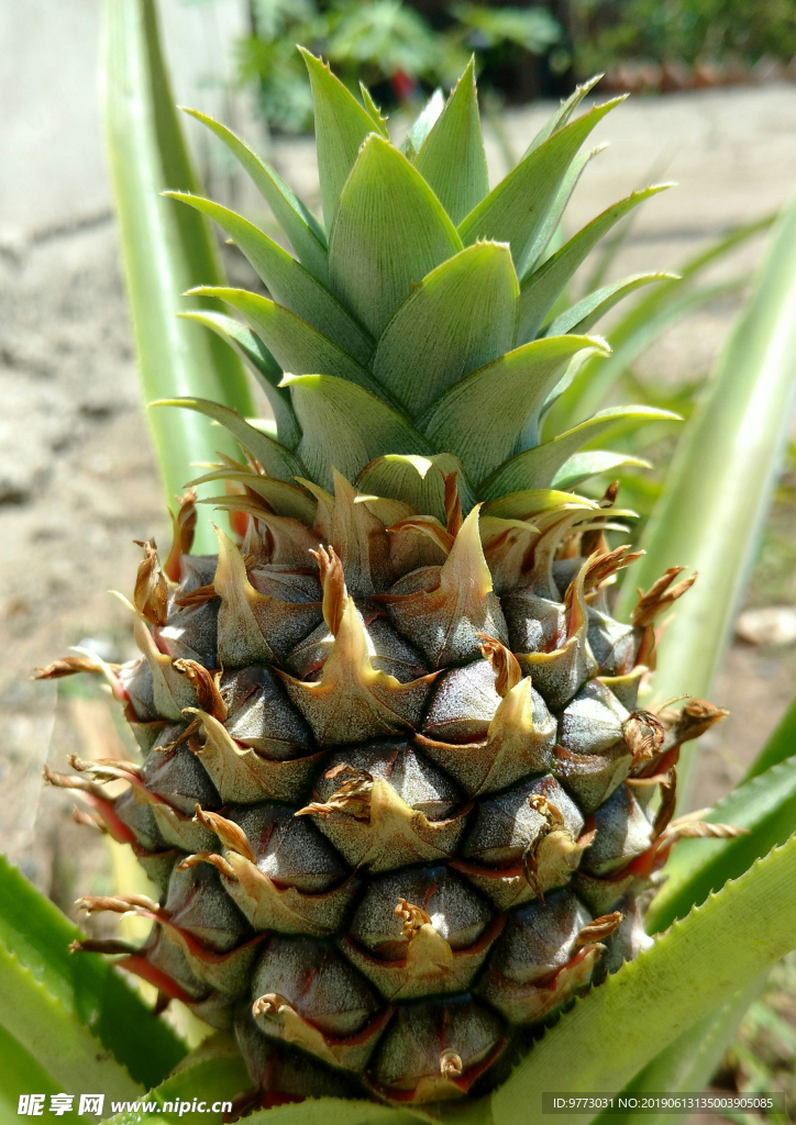 菠萝