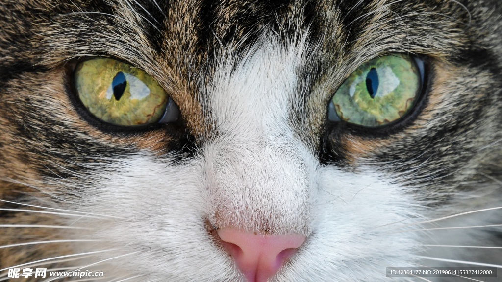 猫