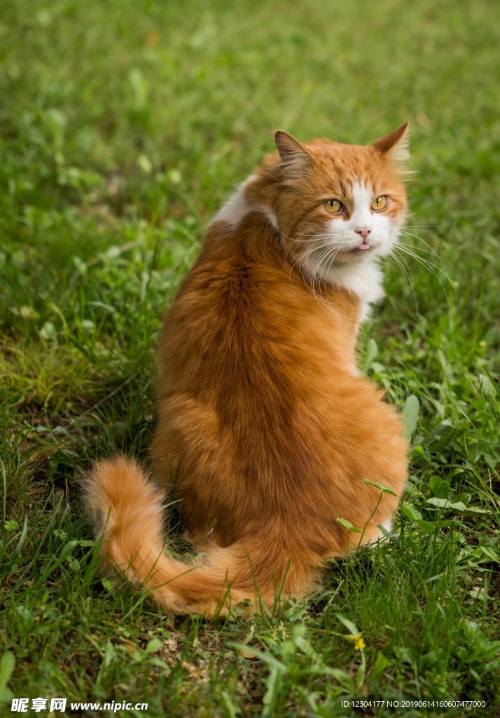 猫