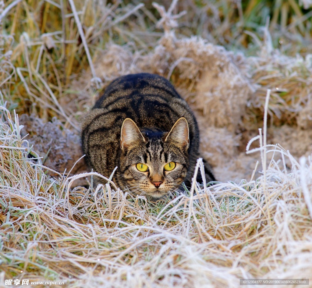 猫