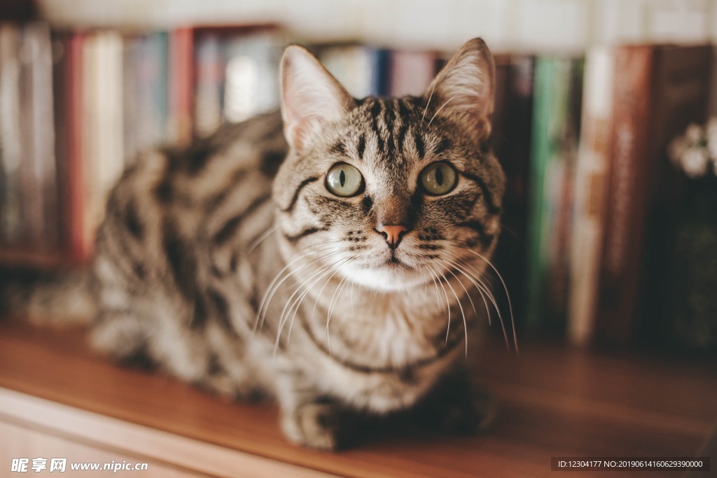 猫