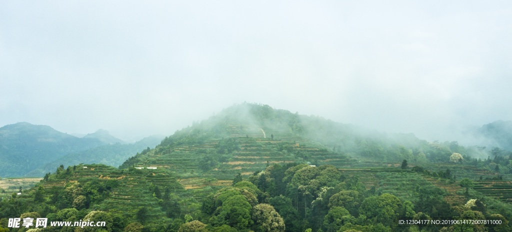 茶