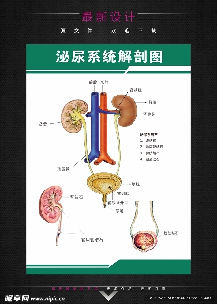 泌尿系统解剖图