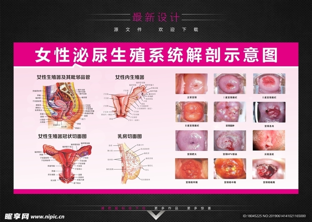 女性泌尿解剖示意图