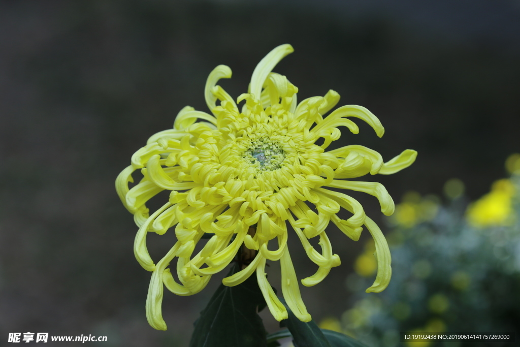 菊花