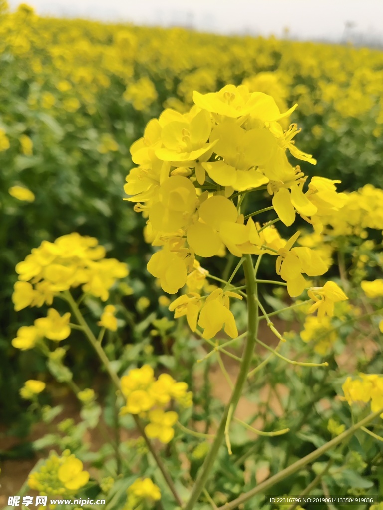 油菜花