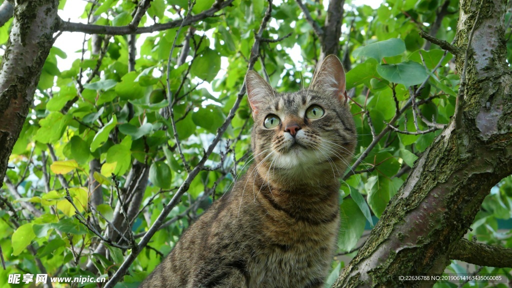 风景图片唯美图片桌面壁纸 猫