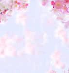 樱花背景