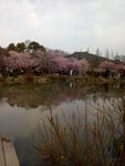 樱花谷