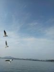 海鸥