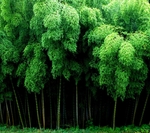 竹林