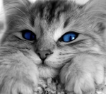 猫咪