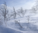风雪山林