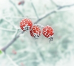 红果