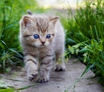 猫咪