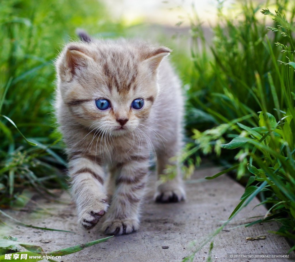猫咪