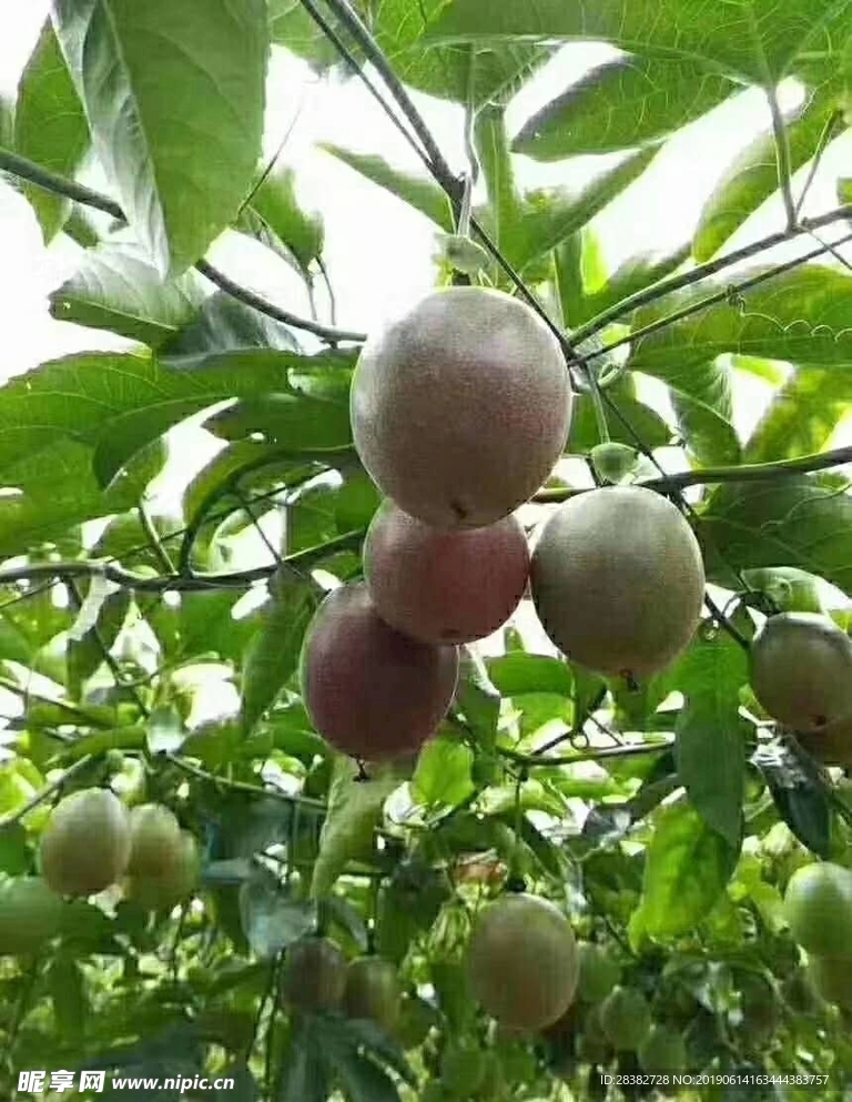 百香果