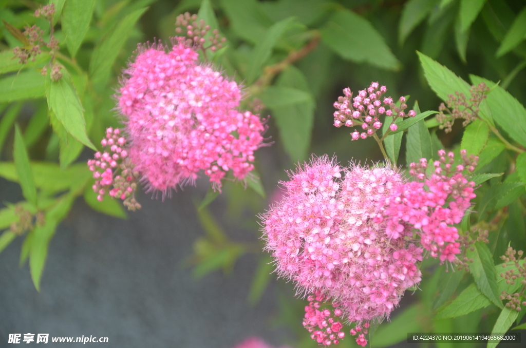 粉花绣线菊