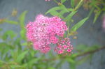 粉花绣线菊