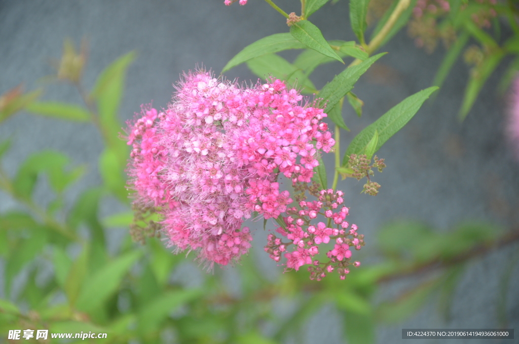 粉花绣线菊