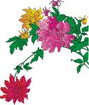 大丽花