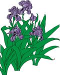 鸢尾