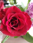 月季花