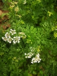 香菜