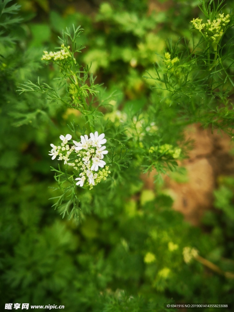 香菜