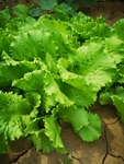 生菜
