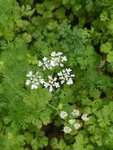 香菜花