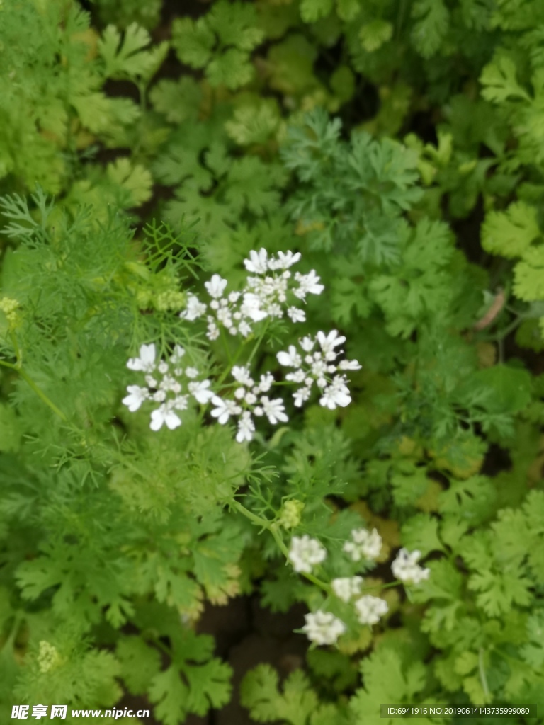 香菜花