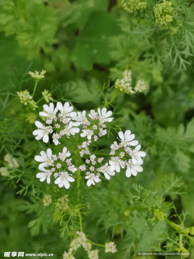 香菜花