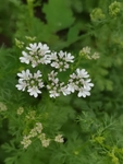 香菜花