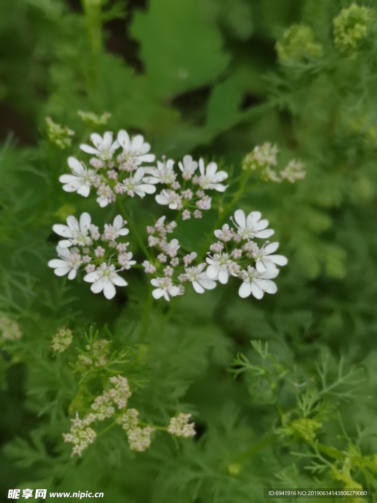 香菜花