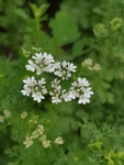 香菜