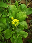 小油菜