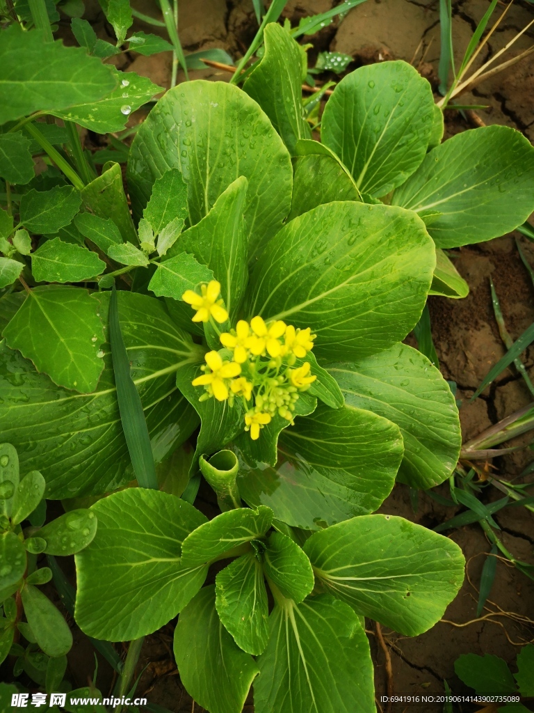 小油菜