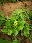 小油菜